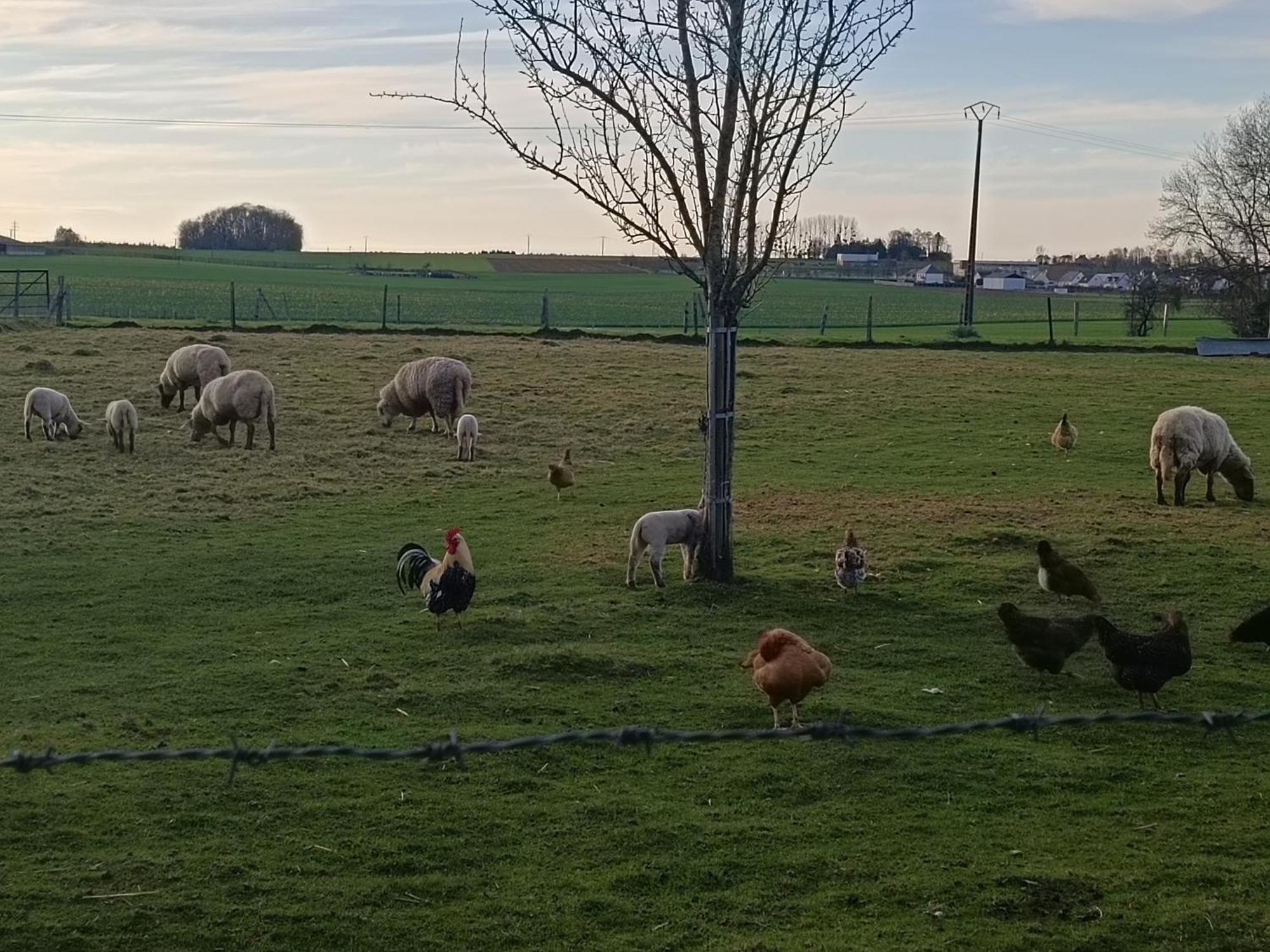 Gite Des 3 Marcassins Preaux Dış mekan fotoğraf